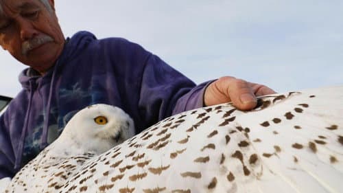 The Snowy Owls of Logan Airport Bild 1