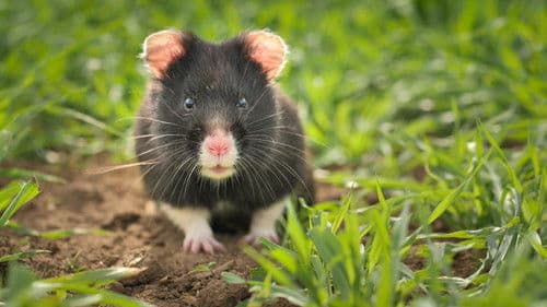 Die letzten Feldhamster Bild 2