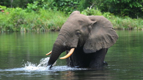 Silent Forests Bild 7