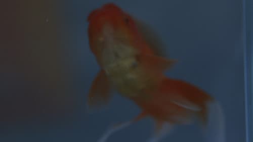 πως πεθαίνουν τα χρυσόψαρα Bild 1