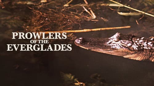 Everglades - Im Reich der lebenden Dinosaurier Bild 3