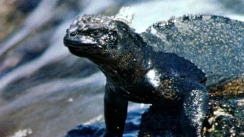 Inseln im Meer Bild 1