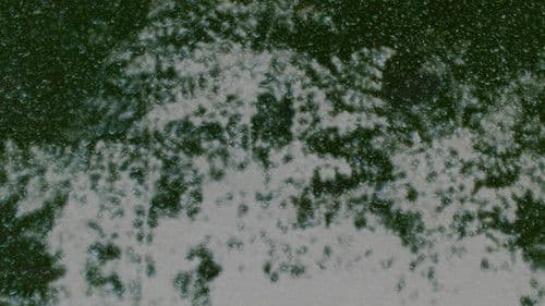 Highbushes burning Bild 1