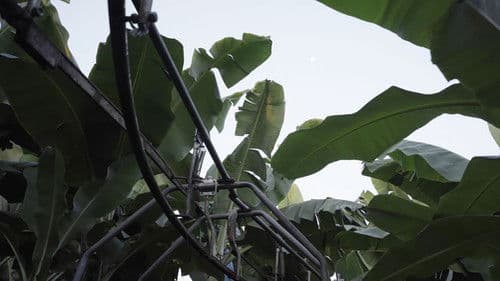 The Inner Life of Exterior Plants Bild 1