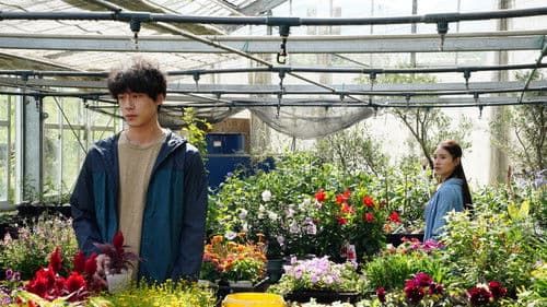 盤上の向日葵 Bild 3