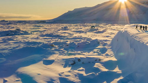 Den Eisbären so nah Bild 1