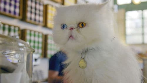 Wie die Katze die Welt eroberte Bild 1