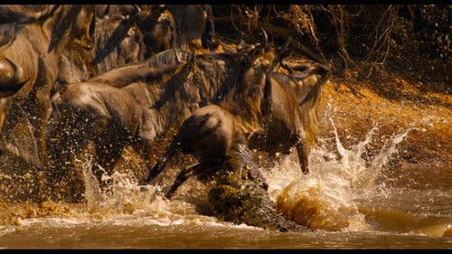 Afrika - Das magische Königreich Bild 7