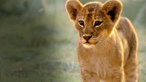 Afrikas Jäger Bild 7