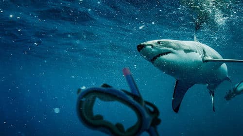 Saved From a Shark Bild 4