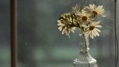 Eine wie Alaska Bild 2