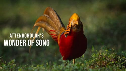 Attenborough's Wonder of Song Bild 1