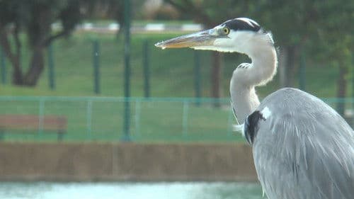 Birds of a Feather Flock Together Bild 1