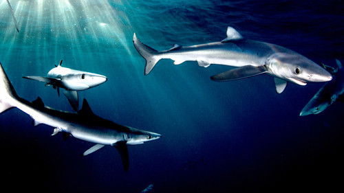 Haie - Die ultimativen Jäger Bild 4