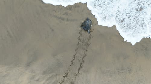 Return: Salvando a las Tortugas Bild 7