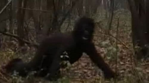 The Dark Hunter Bild 1