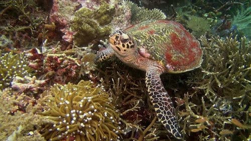 Fantastische Ozeane 3D Bild 3