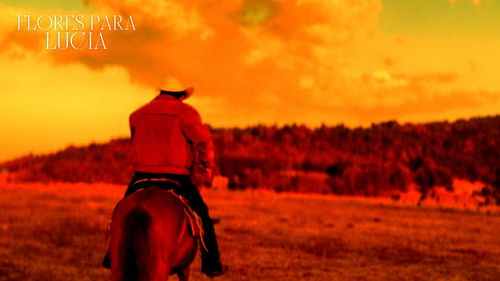 Flores para lucia Bild 5