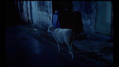 Aunque es de noche Bild 4