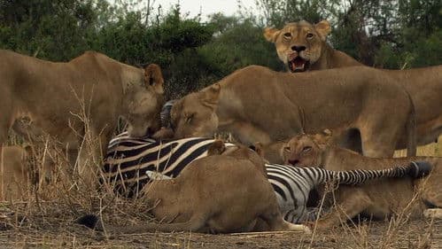 Im Reich der starken Löwinnen Bild 3