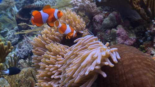 Coral Triangle Bild 3