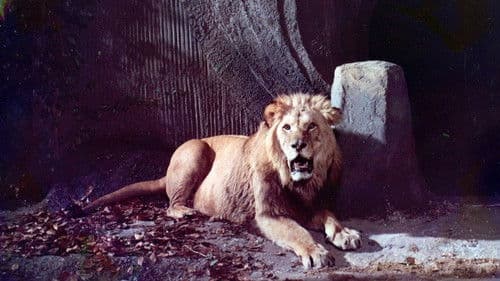 Der Prinz hinter den sieben Meeren Bild 4