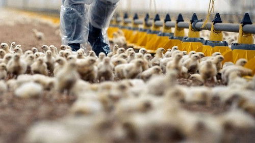 Tierleid vom Fließband Bild 6