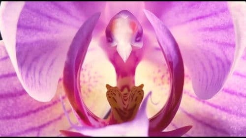 Quebrando Mitos: A Frágil e Catástrofica Masculinidade de Bolsonaro Bild 4