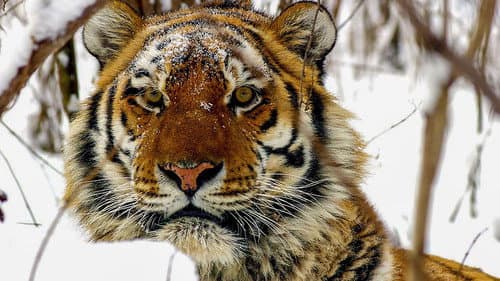 Operation Snow Tiger Bild 2