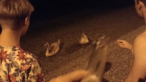 Von Schwänen und Menschen Bild 1