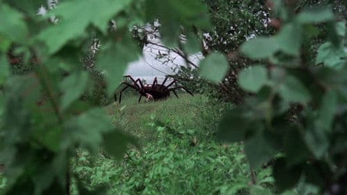 Angriff der Riesenspinne Bild 4