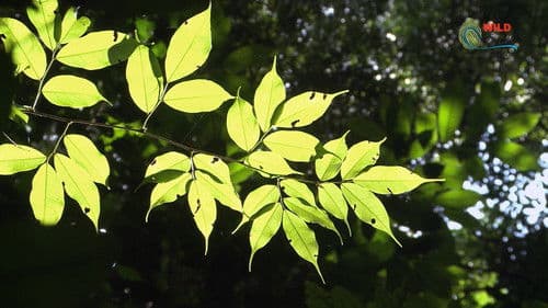 Botanist Francis Hallé Explains... Bild 6