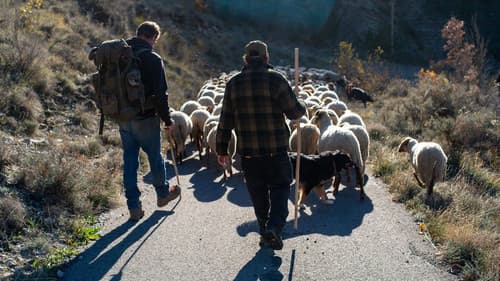 Vivre avec les loups Bild 3