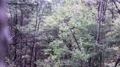 Millstone Woods May 2018 Bild 1