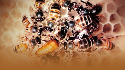 Geheimnisse des Lebens Bild 4