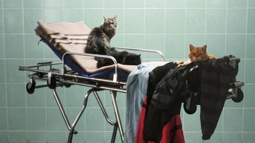 Der Tod des Herrn Lazarescu Bild 2