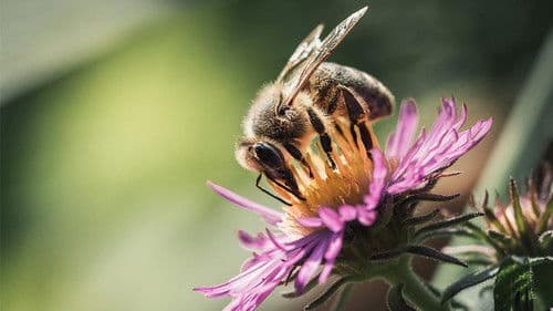 Où sont passées les hirondelles ? Bild 1
