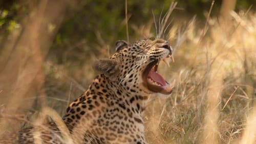 Diary of a Teen Leopard Bild 1