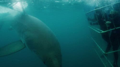 Invasion der Haie Bild 2
