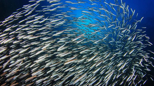 Mindful Escapes: Breathe, Release, Restore Bild 1