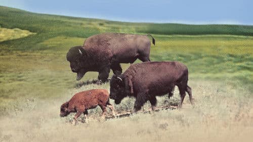 Wunder der Prärie Bild 4