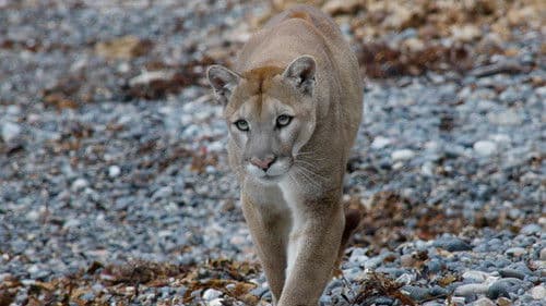 Big Sur - Kaliforniens wilde Küste Bild 4