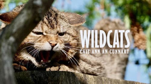 Wildcats: Cait ann an Cunnart Bild 1