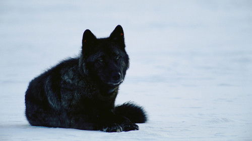 Yellowstone Wolf Dynasty Bild 1
