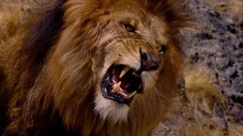 Bwana, der Teufel Bild 3