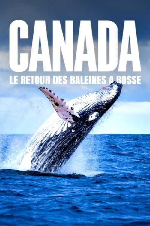Le retour des baleines à bosse