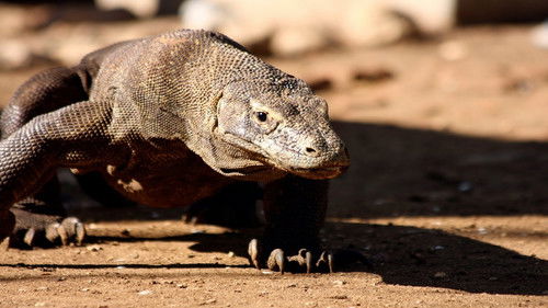 The Natural World--Komodo: The Deadly Bite Bild 2