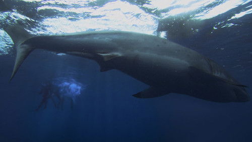 The Reef - Schwimm um dein Leben Bild 8