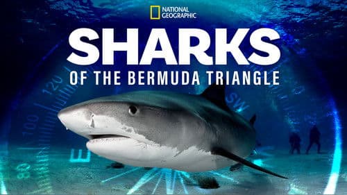 Sharks of the Bermuda Triangle Bild 8