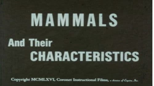 Mammals and Their Characteristics Bild 1